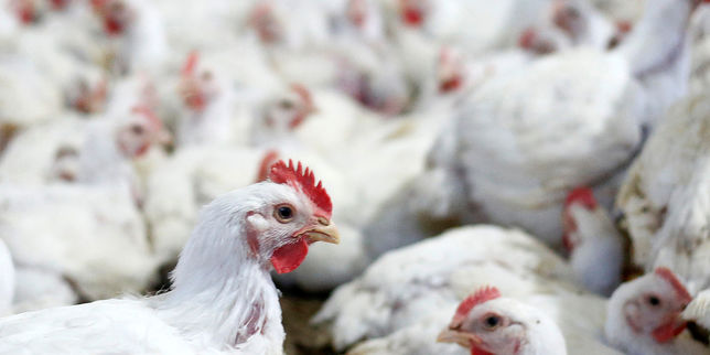 A Hongkong des milliers de volailles abattues après un cas de grippe aviaire
