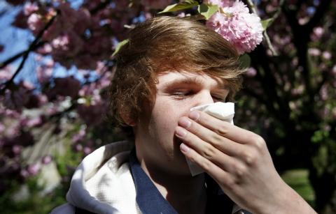 Allergies aux pollens , le bouleau passe à l'attaque ce week-end dans le Nord-Pas-de-Calais