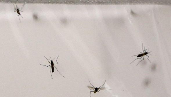 Après les inondations faut-il avoir peur d'une invasion de moustiques dans le Nord-Pas-de-Calais 