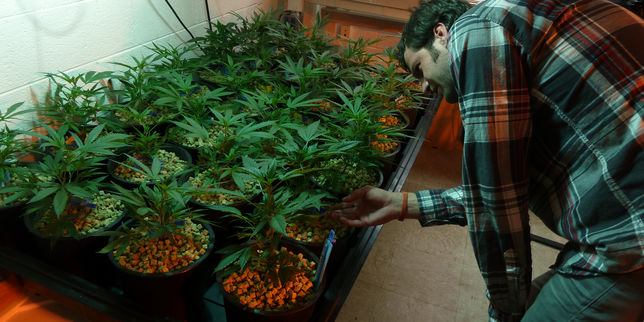 Au Colorado la légalisation du cannabis ne rime pas avec hausse de la consommation