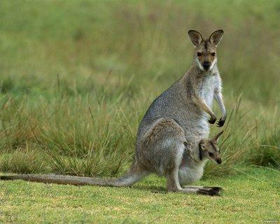 Australie, un kangourou saute sur une promeneuse et lui rompt ses implants mammaires