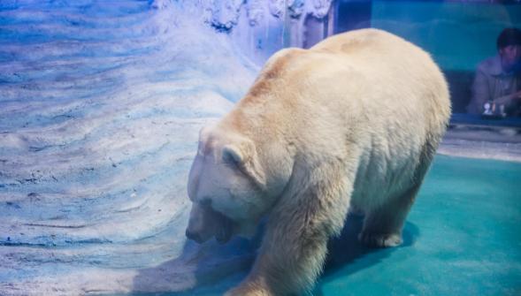 Chine , une pétition pour sauver un ours polaire exposé dans un centre commercial