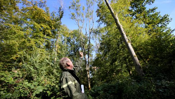 Cinq forêts du Nord et du Pas-de-Calais fermées au public à cause de frênes malades