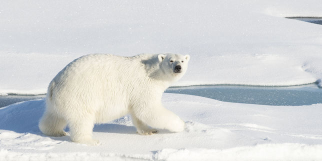 Cinq scientifiques russes encerclés par des ours polaires dans l'Arctique