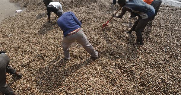 Côte d'Ivoire , les milliards disparus de la noix de cajou
