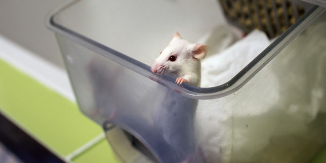 Des chercheurs sont parvenus à reproduire des souris sans recourir à des ovocytes