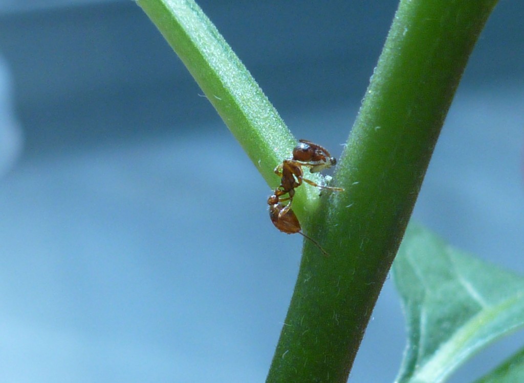 Des fourmis à la rescousse d'une plante attaquée