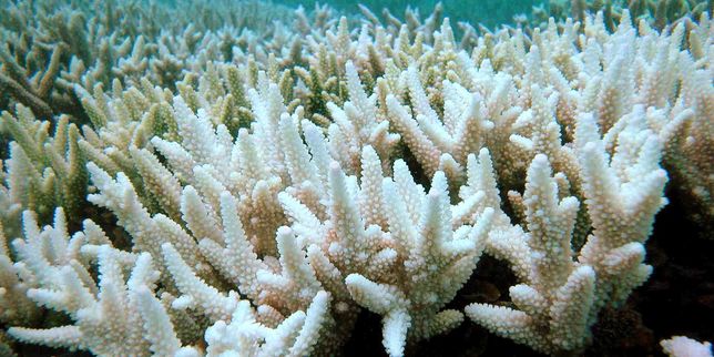 En Australie 93 % de la Grande barrière de corail a blanchi