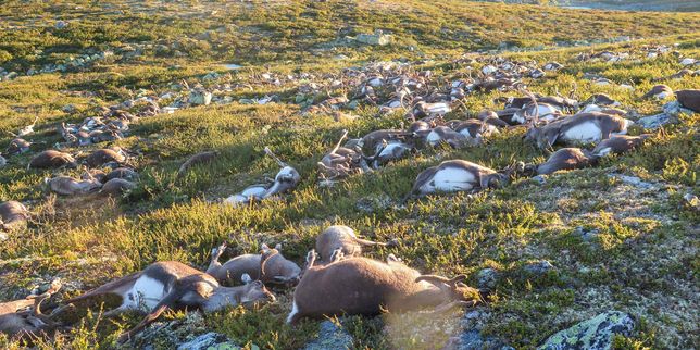 En Norvège plus de 300 rennes tués simultanément par la foudre