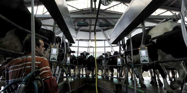 En Nouvelle-Zélande la crise du lait touche à sa fin
