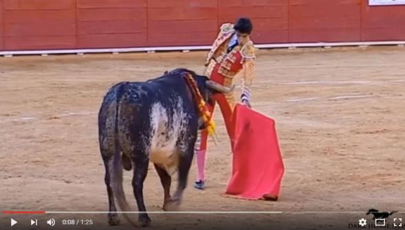 Espagne , un torero de 29 ans meurt après un coup de corne en pleine corrida