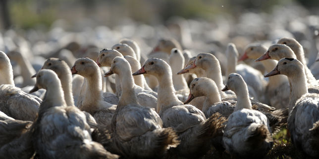 Grippe aviaire , des centaines de milliers de canards d'élevage vont être abattus dans le Sud-Ouest