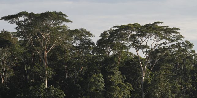 La forêt amazonienne ne résistera pas à un réchauffement climatique important