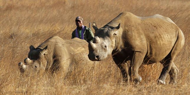 La lutte contre le trafic d'espèces menacées au centre d'une conférence mondiale en Afrique du Sud