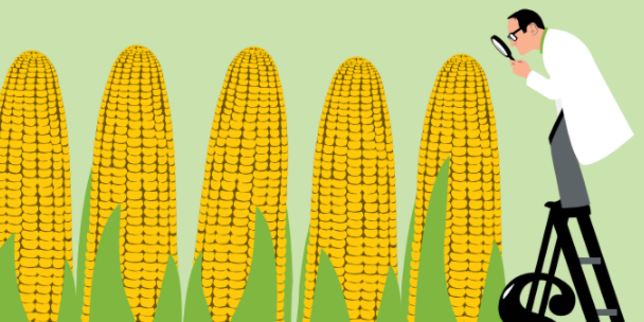 La recherche sur les OGM est minée par les conflits d'intérêts