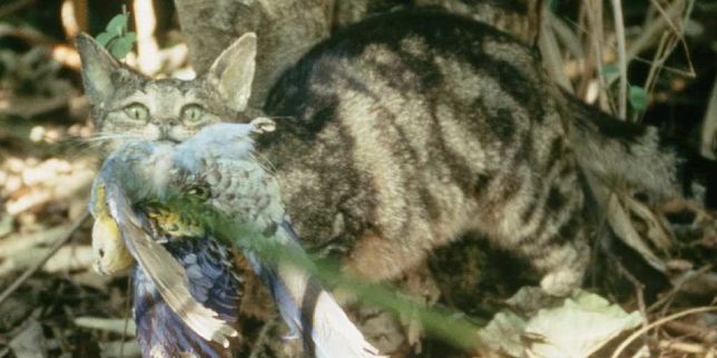 L'Australie s'apprête à abattre deux millions de chats