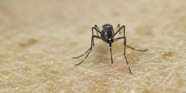 L'épidémie de Zika officiellement déclarée en Guadeloupe