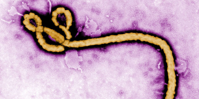 L'OMS annonce un vaccin ultra-efficace contre le virus Ebola
