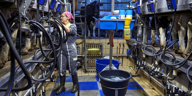 Pour les producteurs de lait la déception va au-delà des questions de prix avec Lactalis