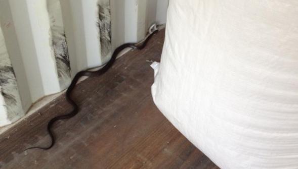 Saint-André-lez-Lille, un serpent d'1m50 de long trouvé dans un container!