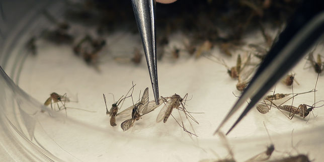 Sanofi obtient 43 millions de dollars pour développer un vaccin contre Zika