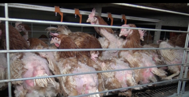 Scandale sanitaire dans un élevage de poules pondeuses en Vendée ,  aucune non-conformité 