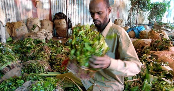 Somalie , colère et incompréhension après l'interdiction d'importer du khat