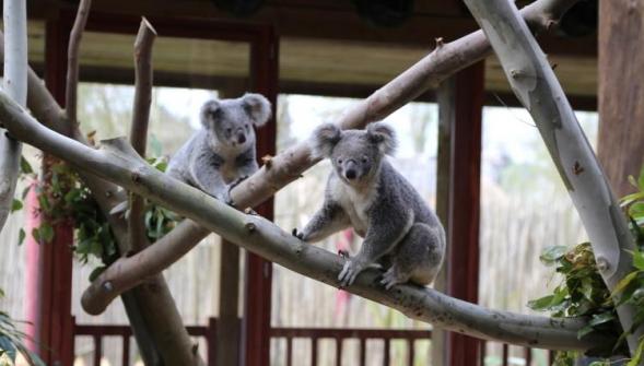 Trois koalas trop mimis ont pris leurs quartiers à Pairi Daiza (B) ce samedi (VIDÉO)