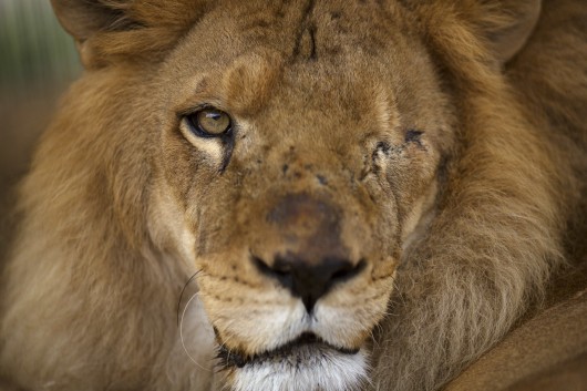 Un avion avec 33 lions maltraités dans des cirques d'Amérique du sud décolle pour l'Afrique