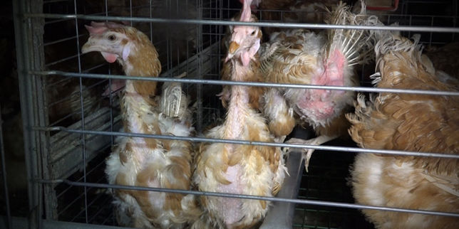 Un élevage de poules pondeuses aux conditions d'élevage  alarmantes 