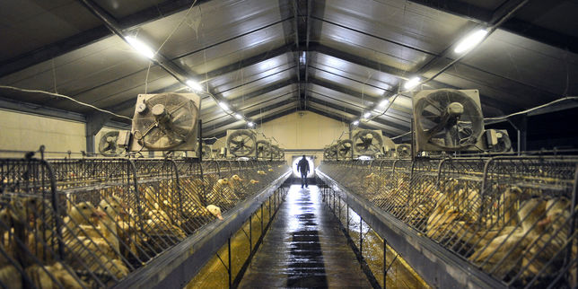 Un premier cas de grippe aviaire détecté dans le Tarn