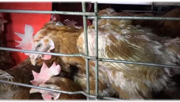 Une vidéo de L214 dénonce les conditions d'élevage de poules pondeuses dans l'Ain