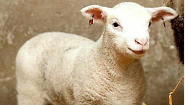 Vingt ans après Dolly mange-t-on de la viande clonée en France 