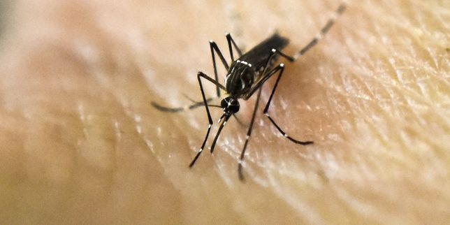 Zika , l'OMS estime possible une  augmentation significative  du nombre de cas dans des zones non touchées