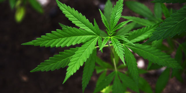 Cannabis , des experts gouvernementaux préconisent la  contraventionnalisation 